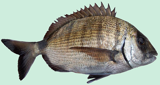 Karagöz